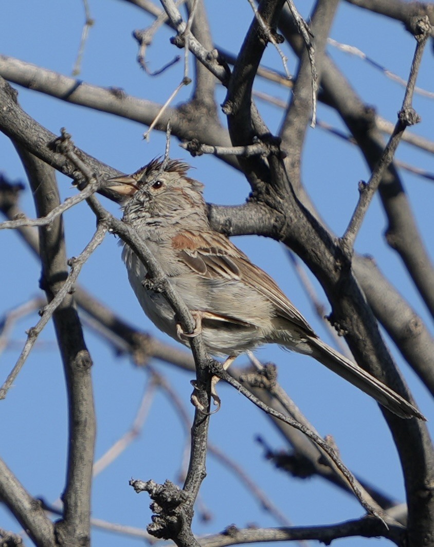 Rufous-winged Sparrow - ML619691858