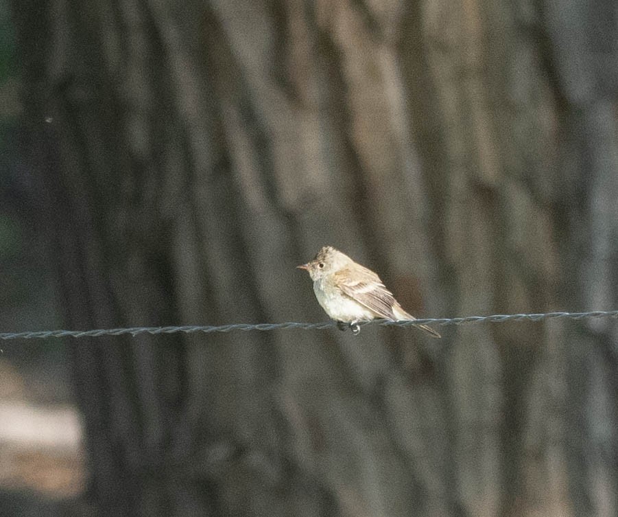 Willow Flycatcher - ML619691868