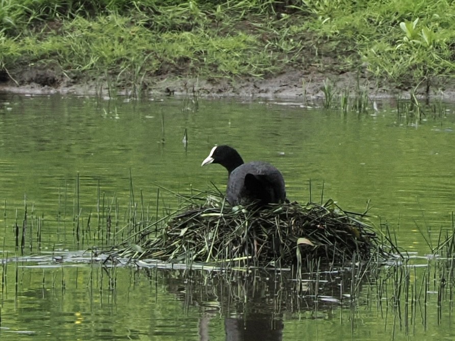 Eurasian Coot - ML619691899