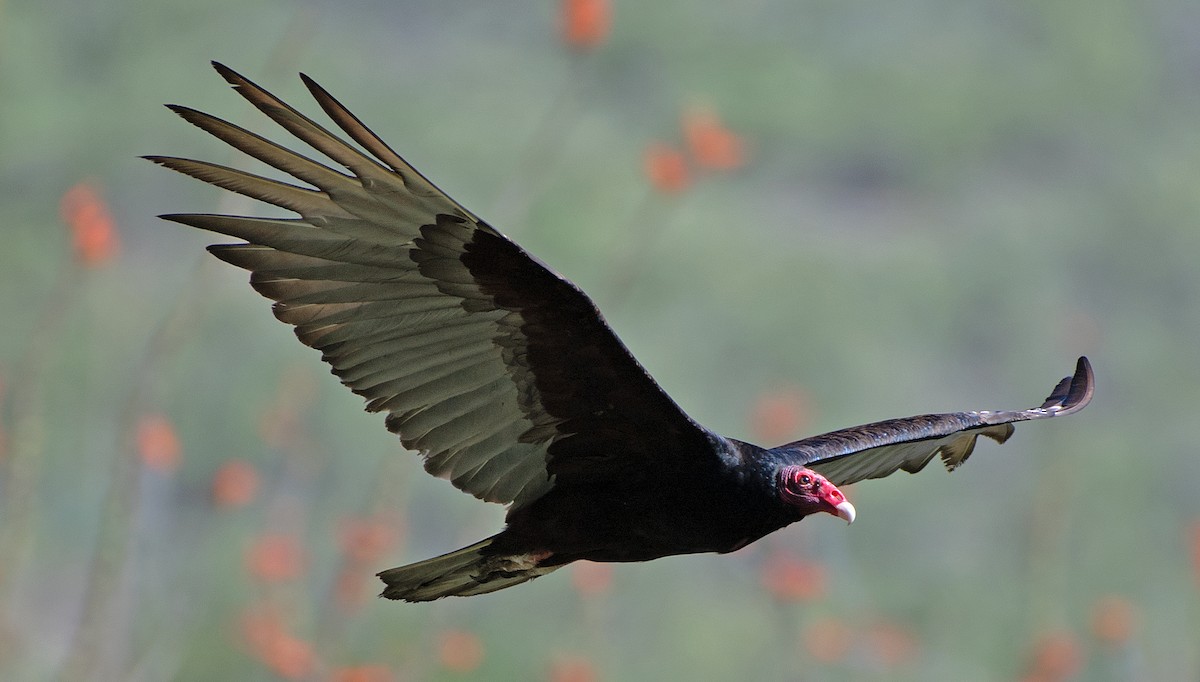 Turkey Vulture - ML619691906