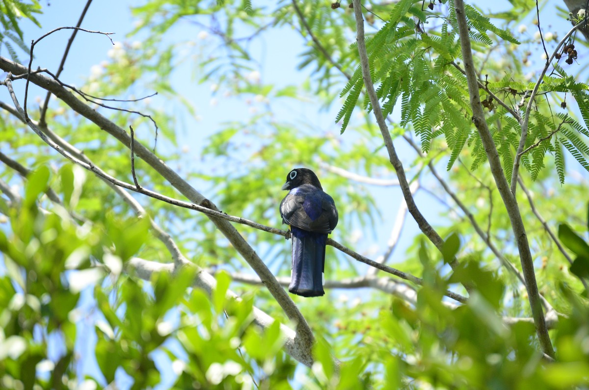 Black-headed Trogon - ML619691910