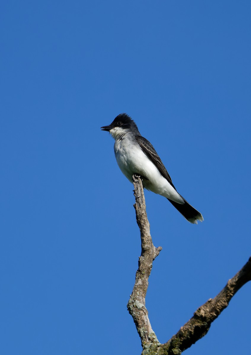 Eastern Kingbird - ML619691916