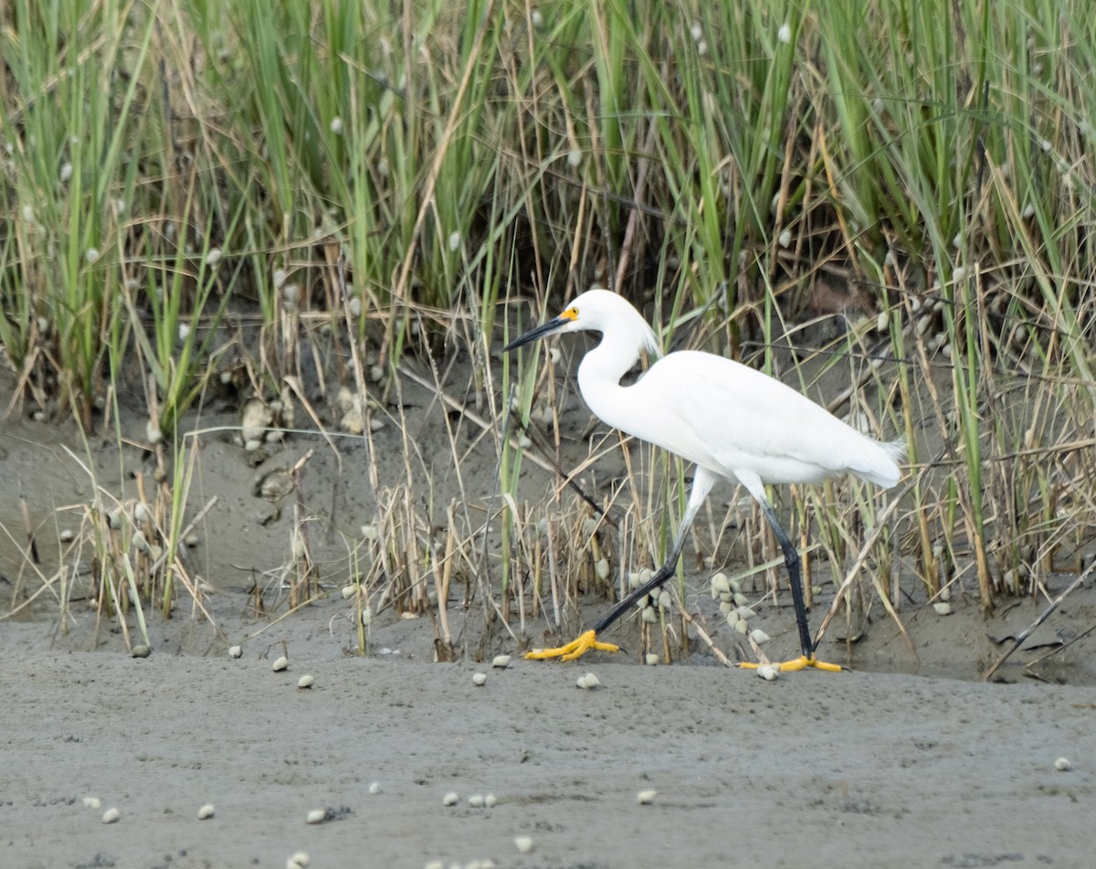 Snowy Egret - ML619691937