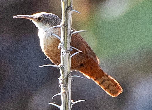 Canyon Wren - ML619691940