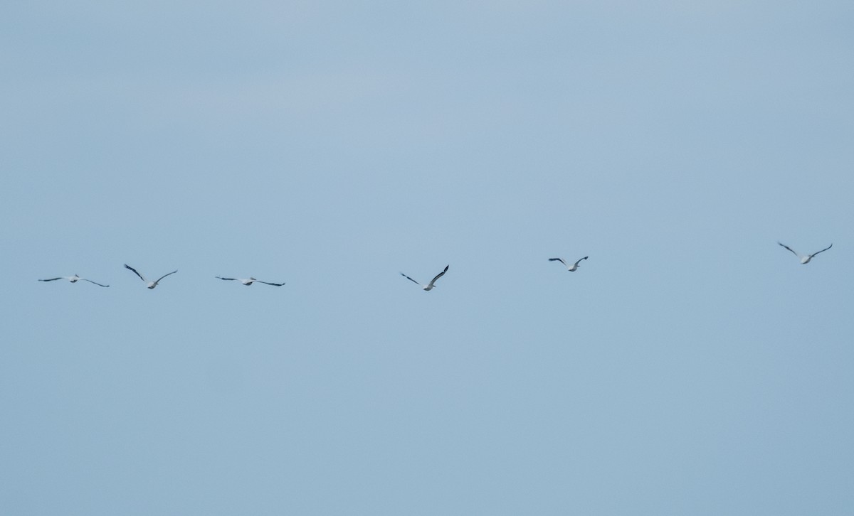 American White Pelican - ML619691955