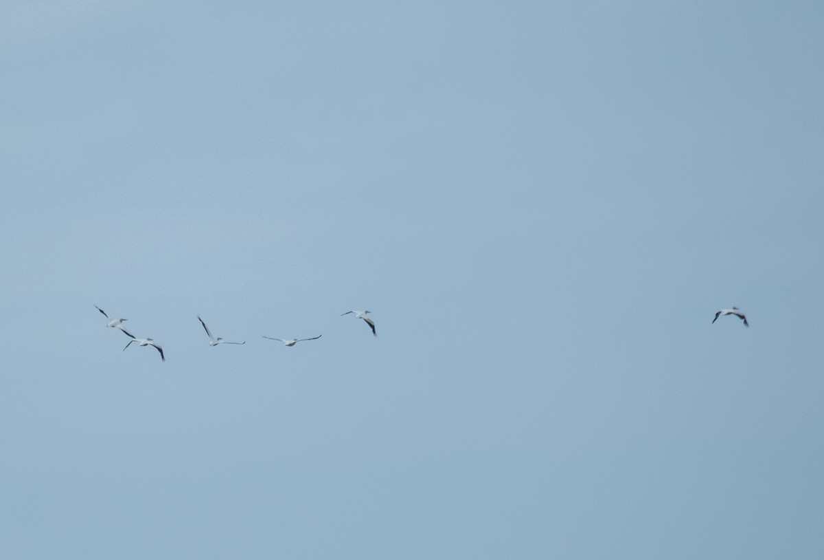 American White Pelican - ML619691958