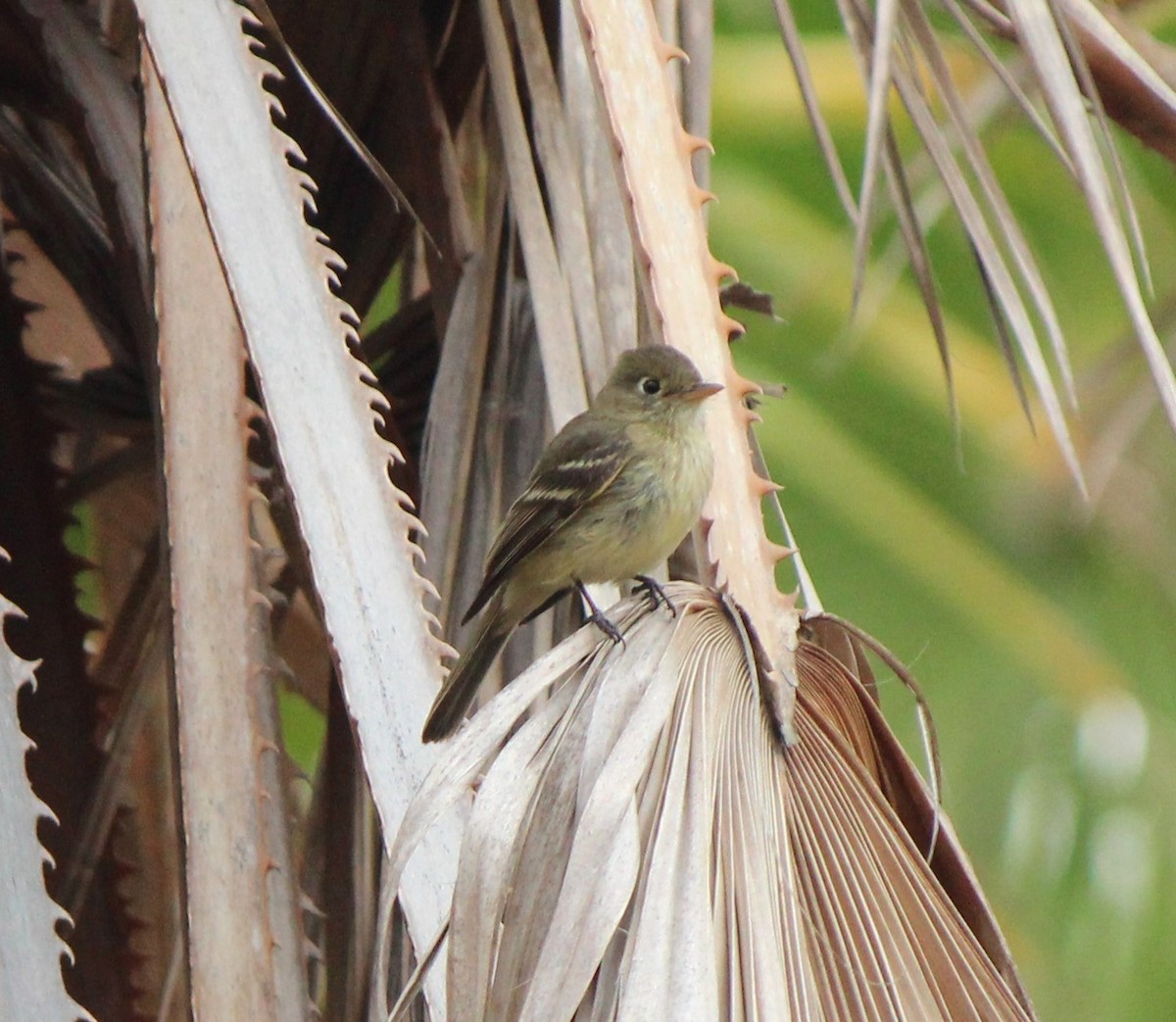 Western Flycatcher - Liz & Kev