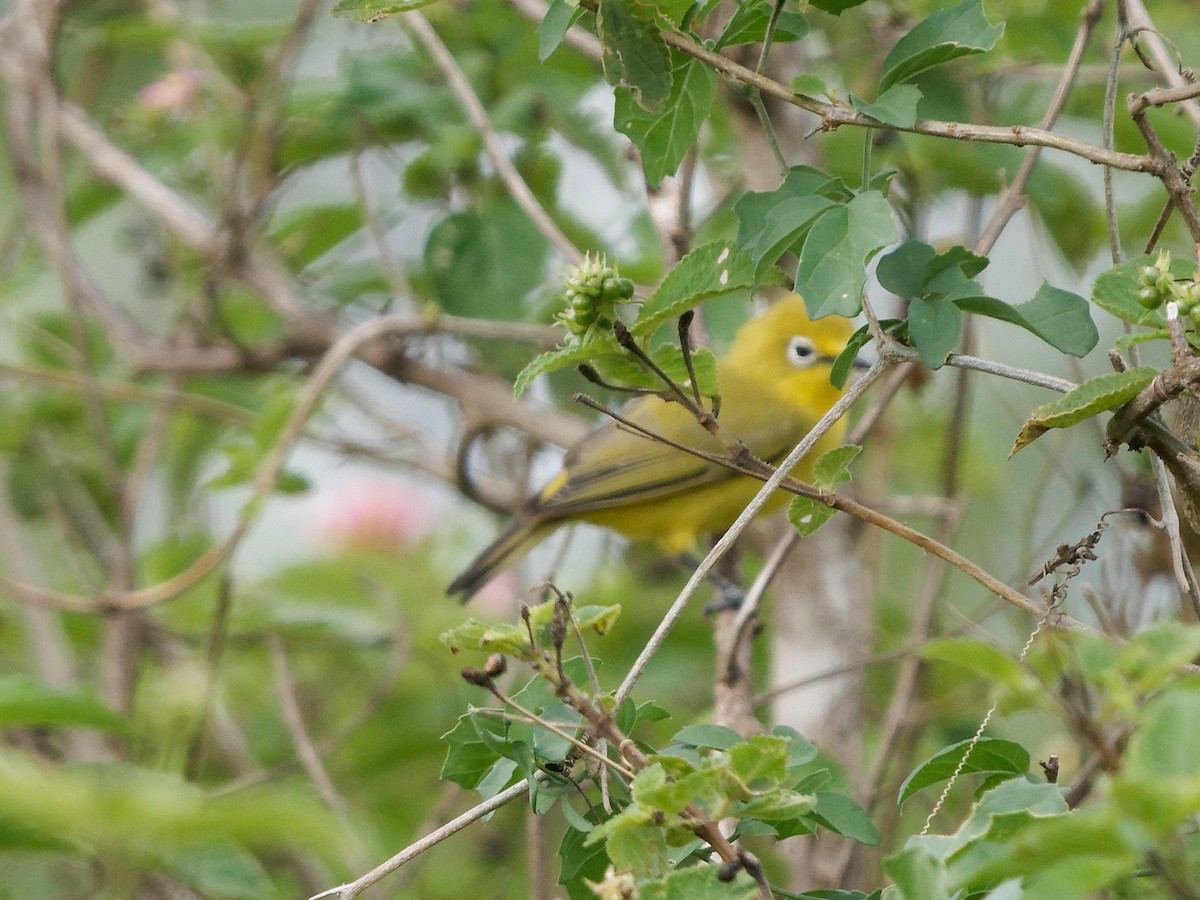 Pale White-eye - ML619691967