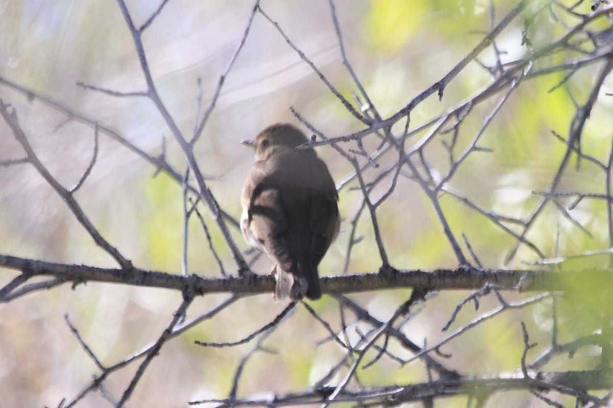 Swainson's Thrush - ML619691989