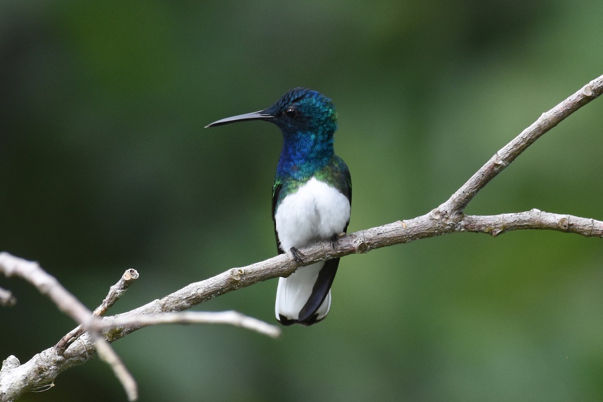 White-necked Jacobin - Janet Rathjen