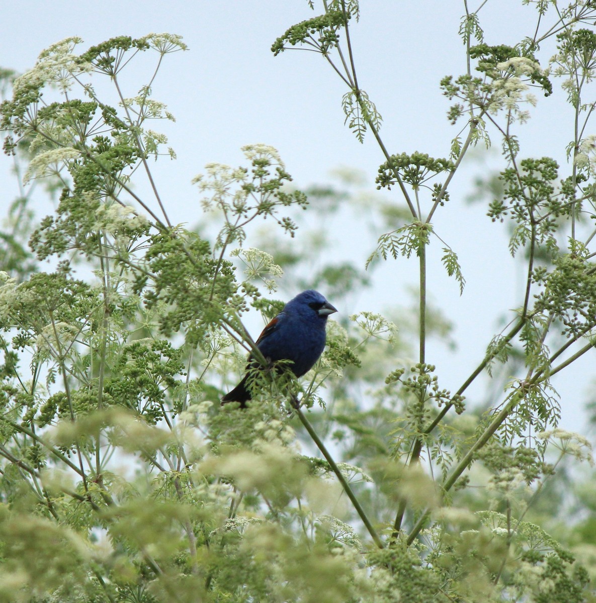 Blue Grosbeak - ML619692004