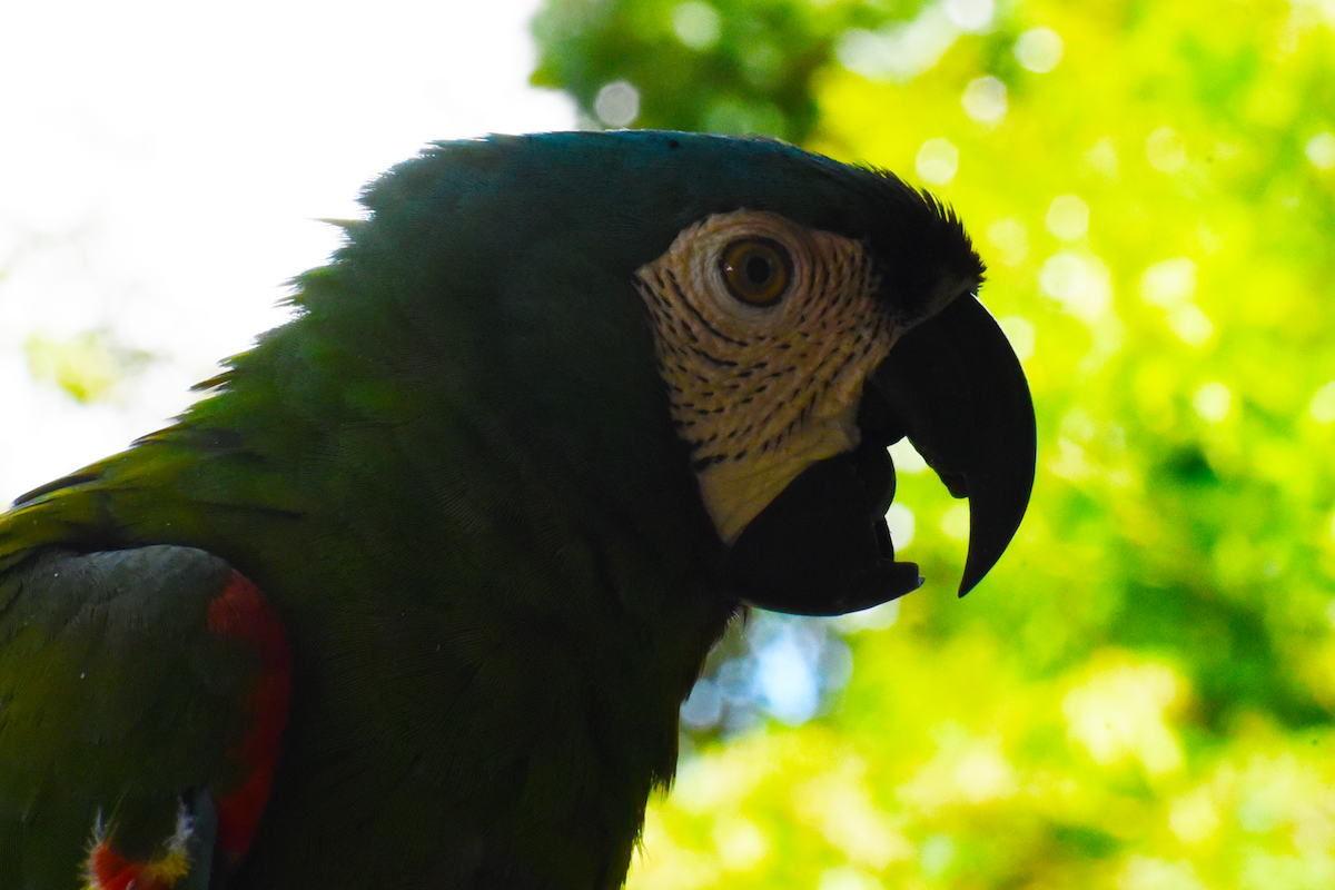 Chestnut-fronted Macaw - ML619692014