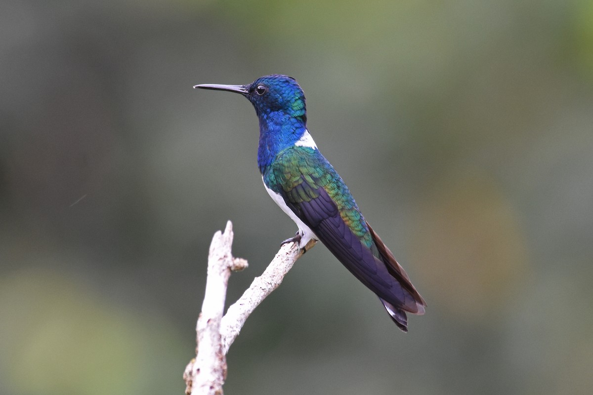 White-necked Jacobin - ML619692026