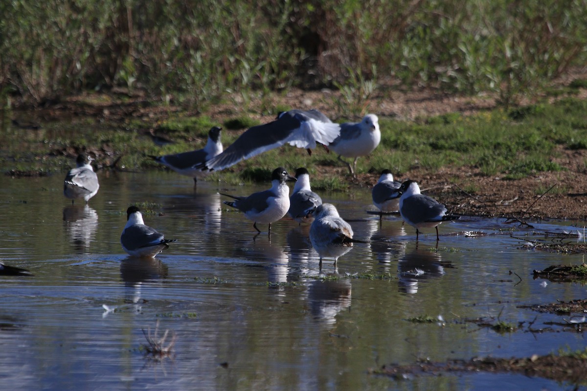 Franklin's Gull - ML619692037