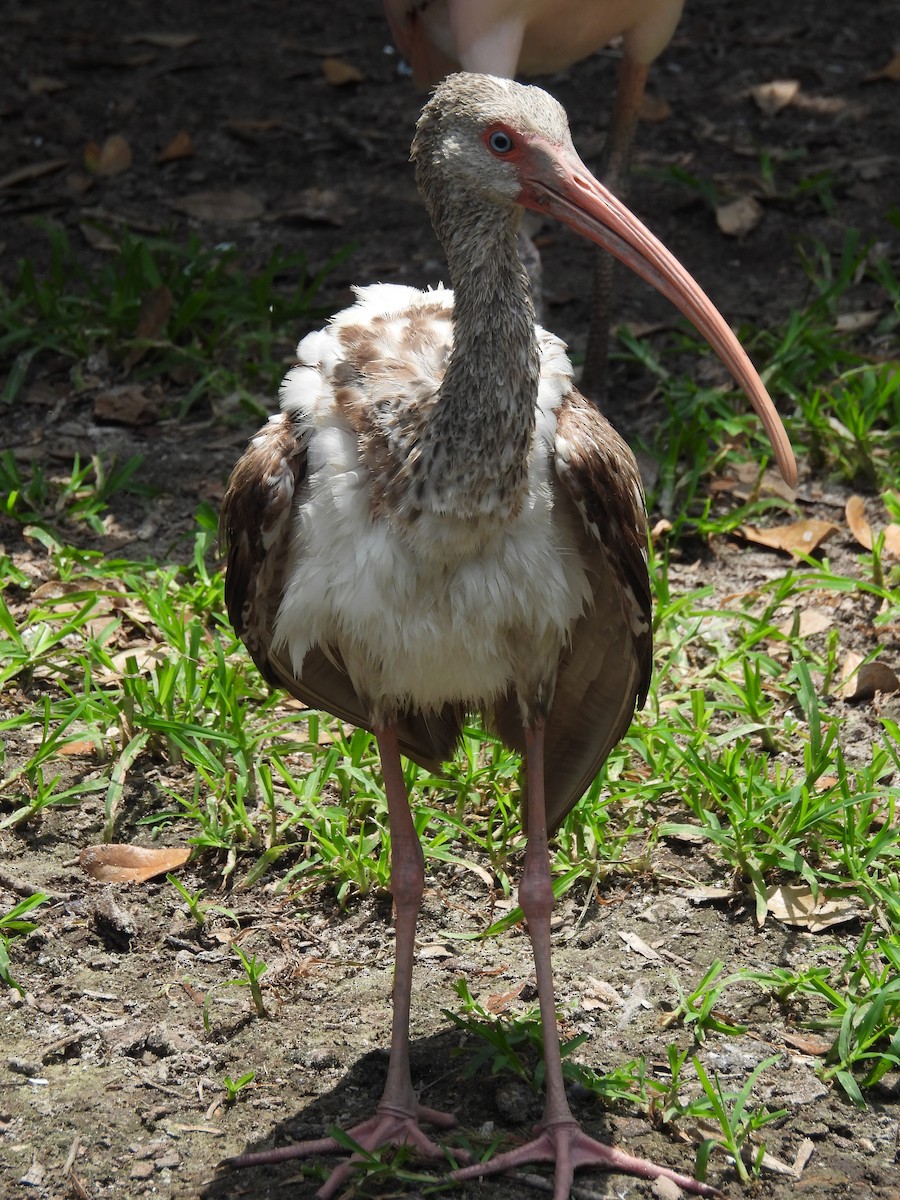 ibis bílý - ML619692050