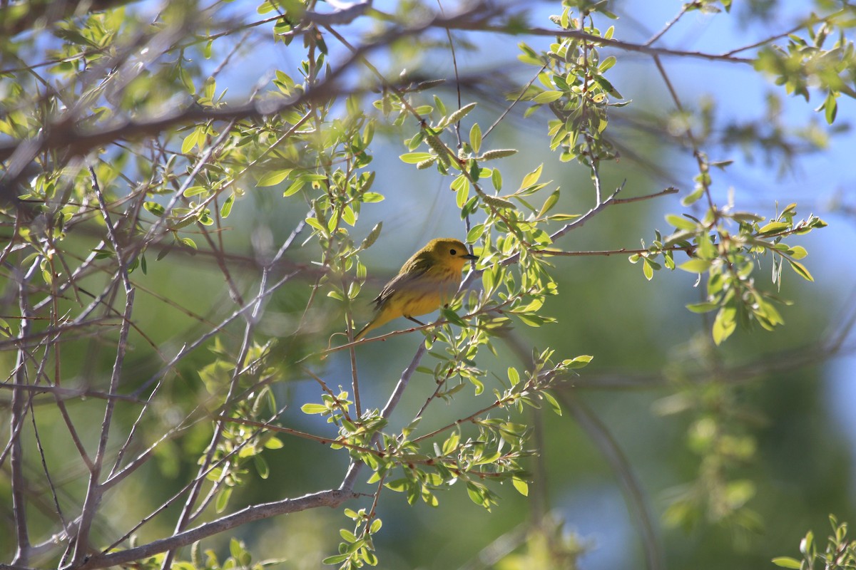 Yellow Warbler - ML619692062