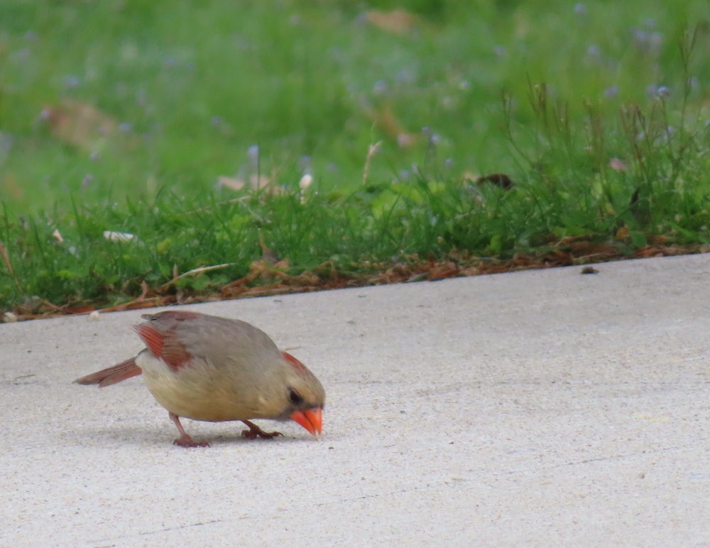 Cardinal rouge - ML619692067