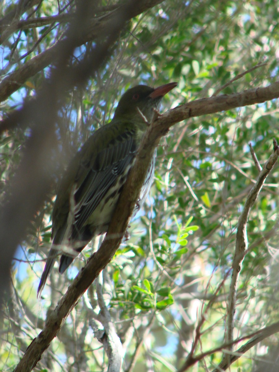 Olive-backed Oriole - ML619692074