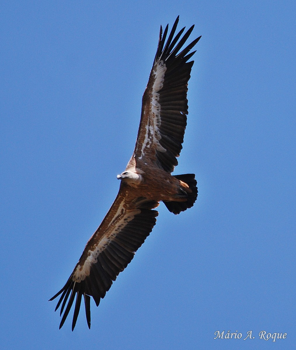 Eurasian Griffon - ML619692091