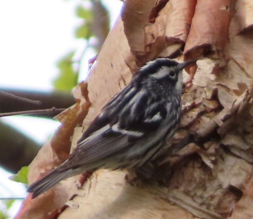 Black-and-white Warbler - ML619692100