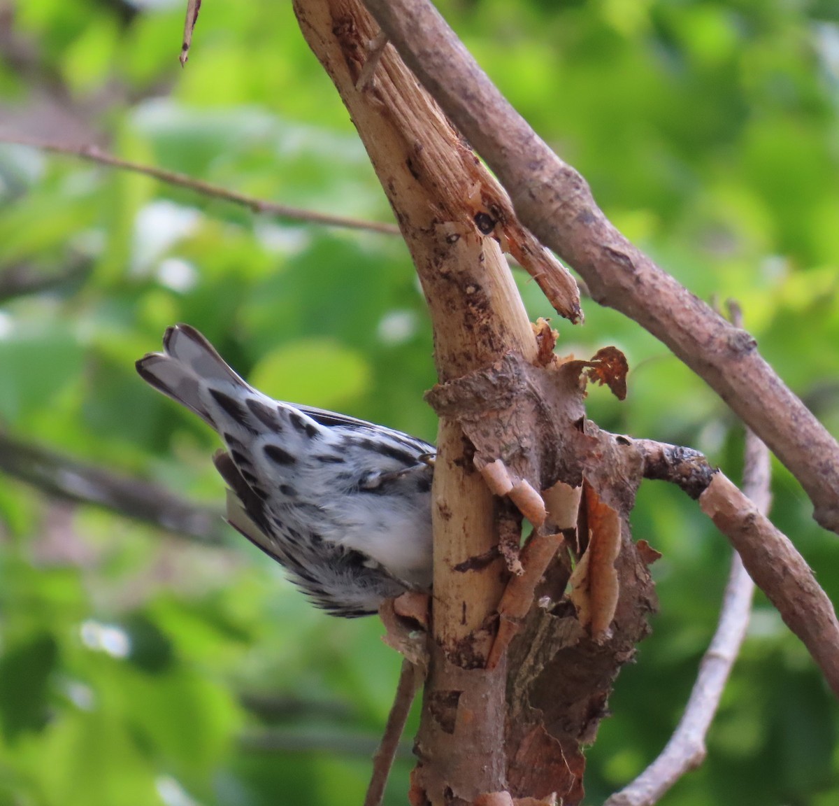 Black-and-white Warbler - ML619692101