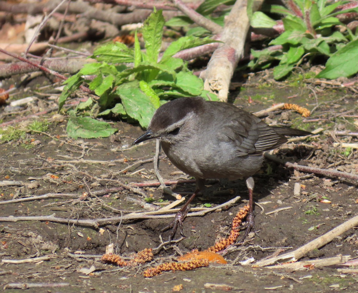 Gray Catbird - ML619692127