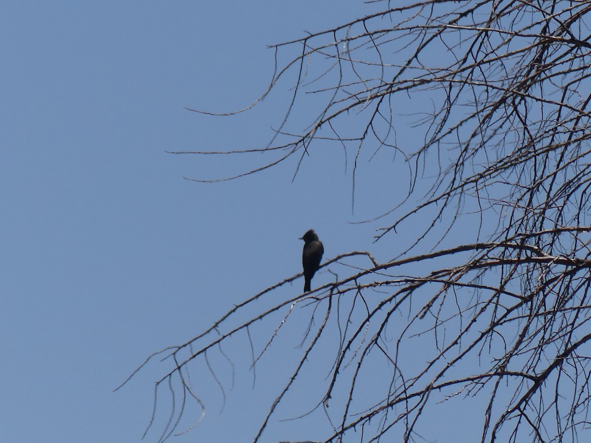 Western Wood-Pewee - ML619692129