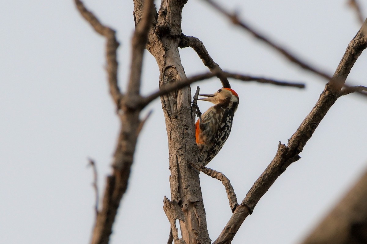 Yellow-crowned Woodpecker - ML619692130