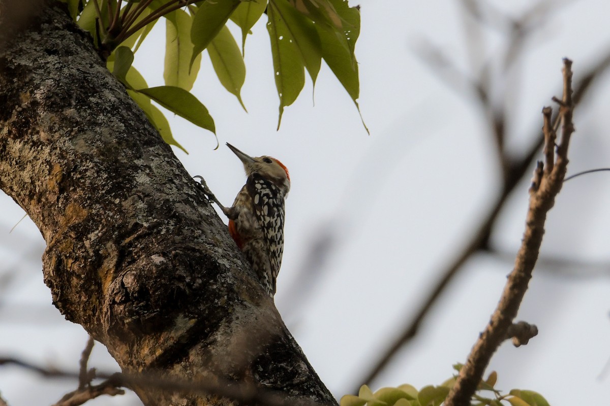 Yellow-crowned Woodpecker - ML619692133