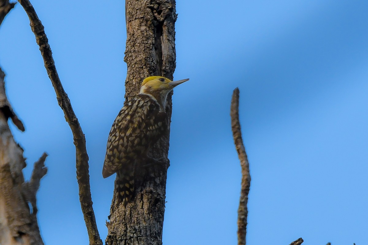 Yellow-crowned Woodpecker - ML619692134