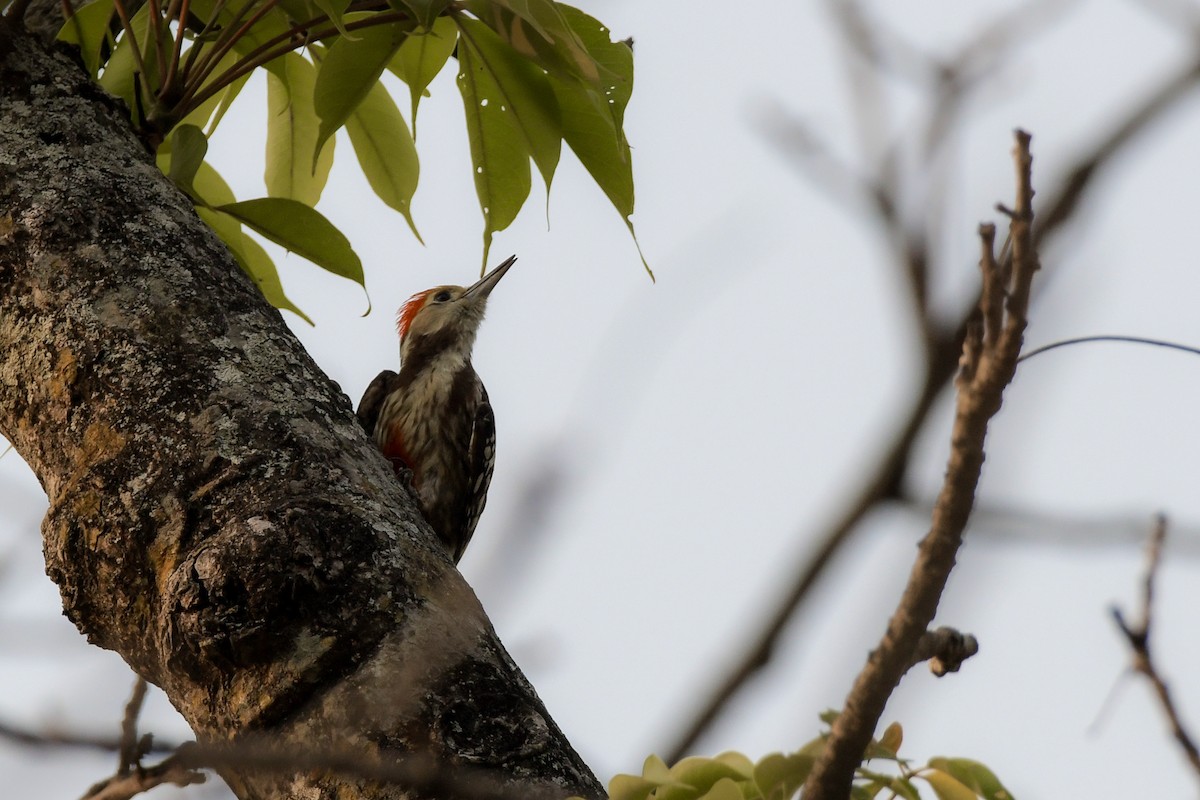 Yellow-crowned Woodpecker - ML619692135