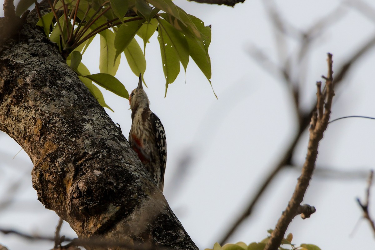 Yellow-crowned Woodpecker - ML619692136