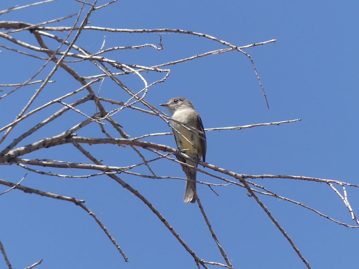 Gray Flycatcher - ML619692167