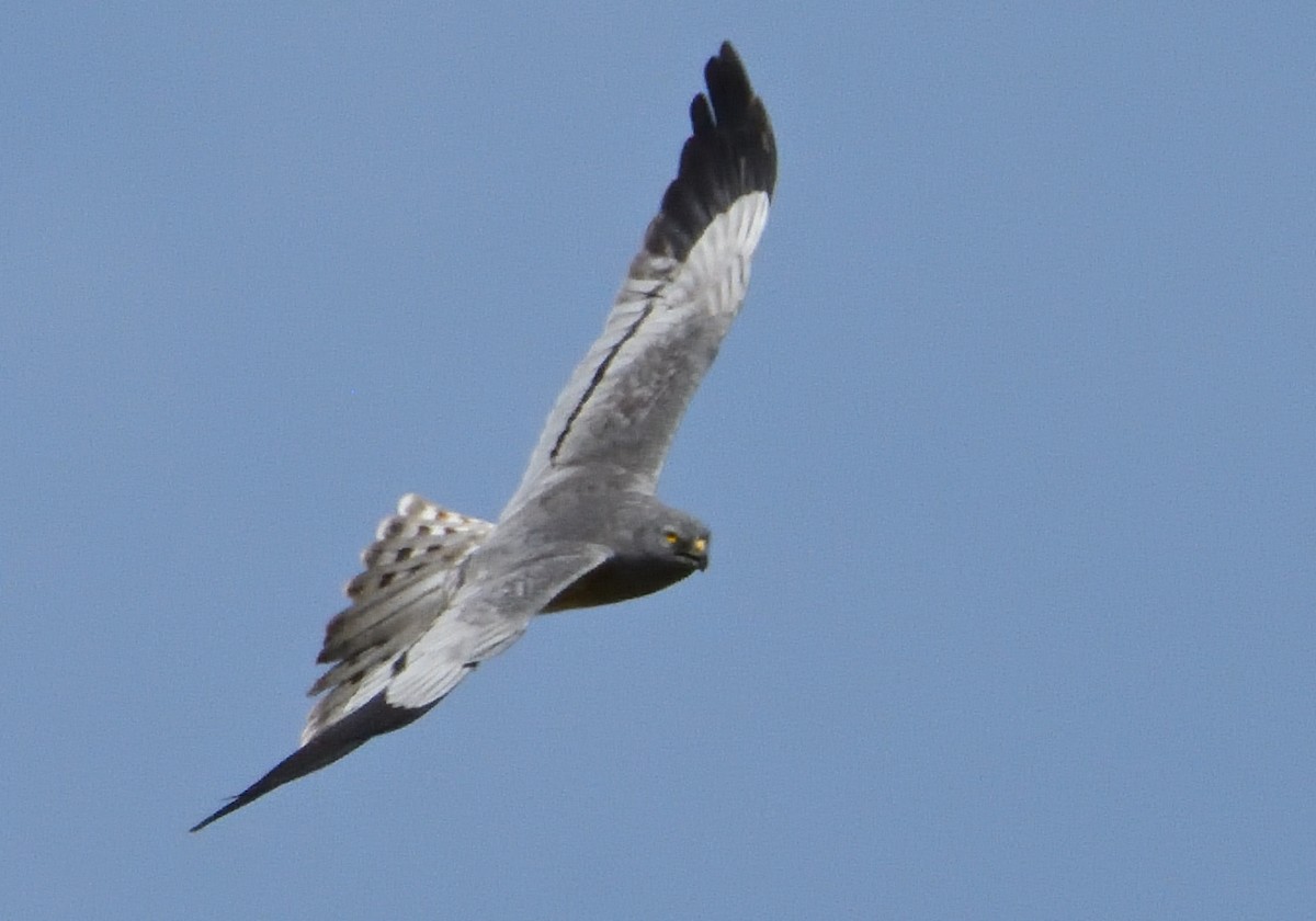 Montagu's Harrier - ML619692176