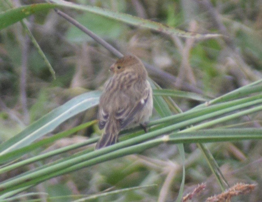 Chestnut-throated Seedeater - ML619692180