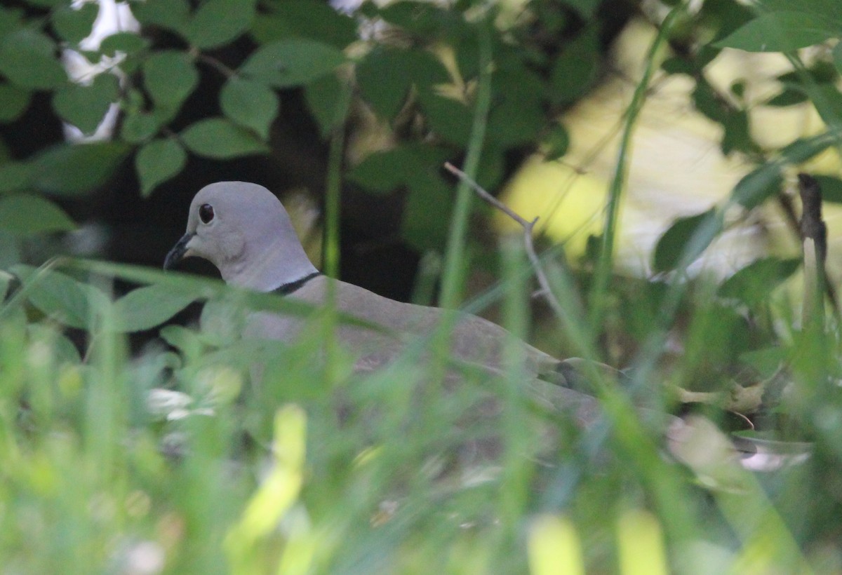 Eurasian Collared-Dove - ML619692184