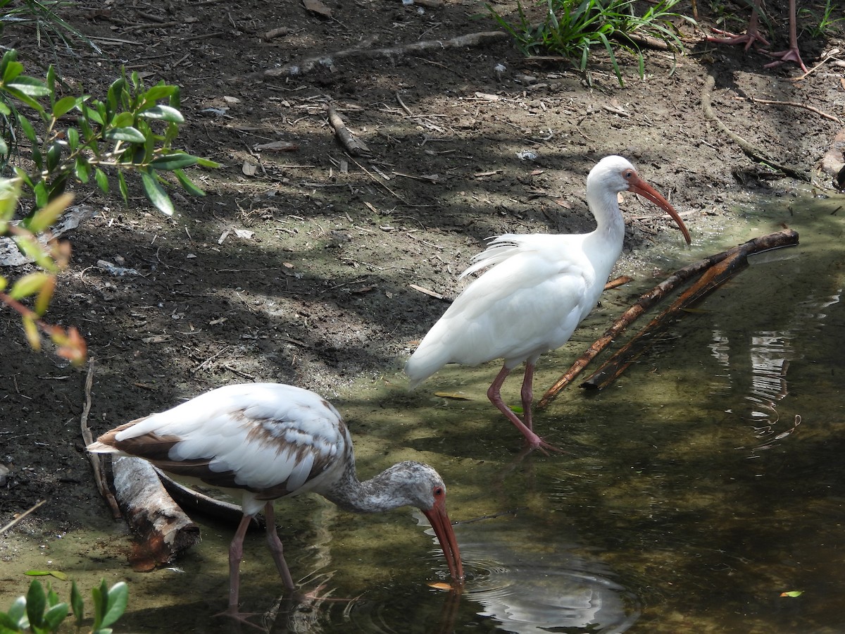 ibis bílý - ML619692187
