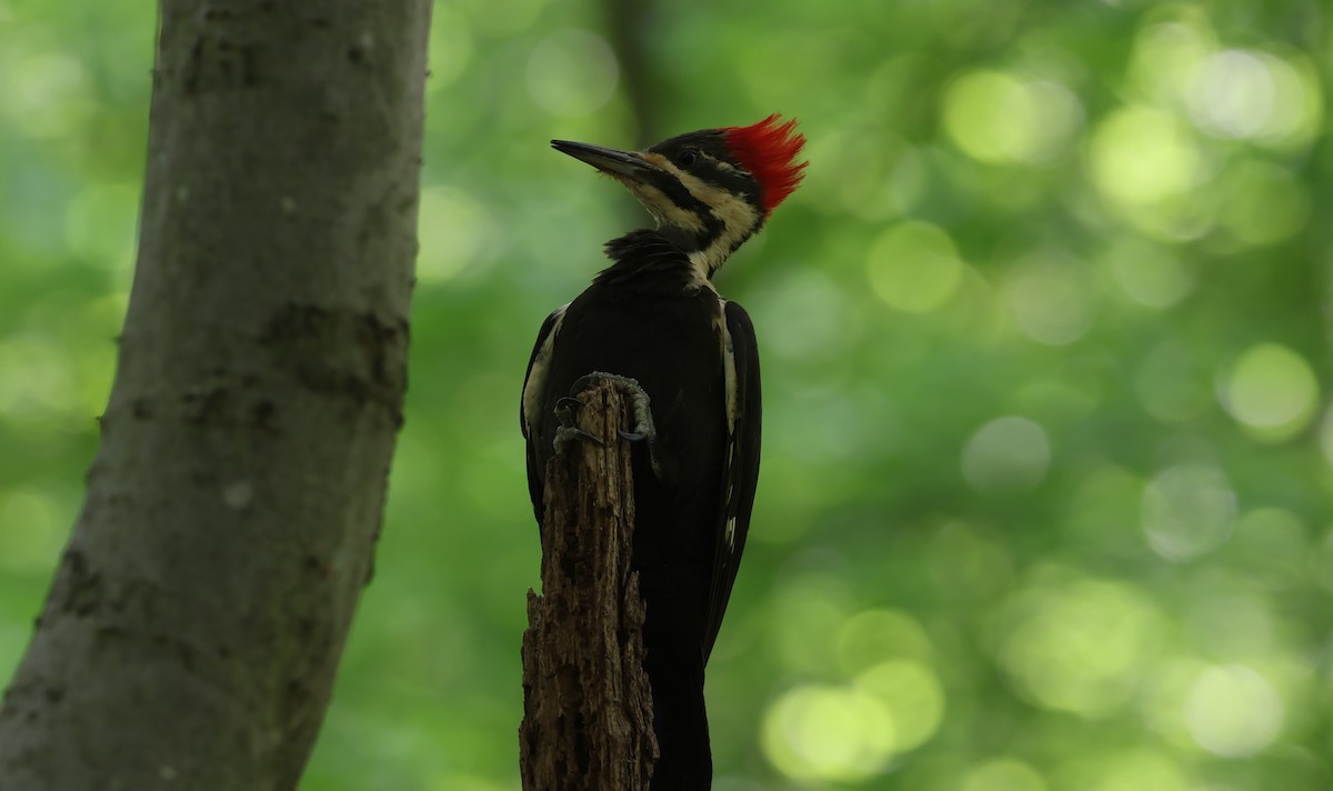 Pileated Woodpecker - ML619692194