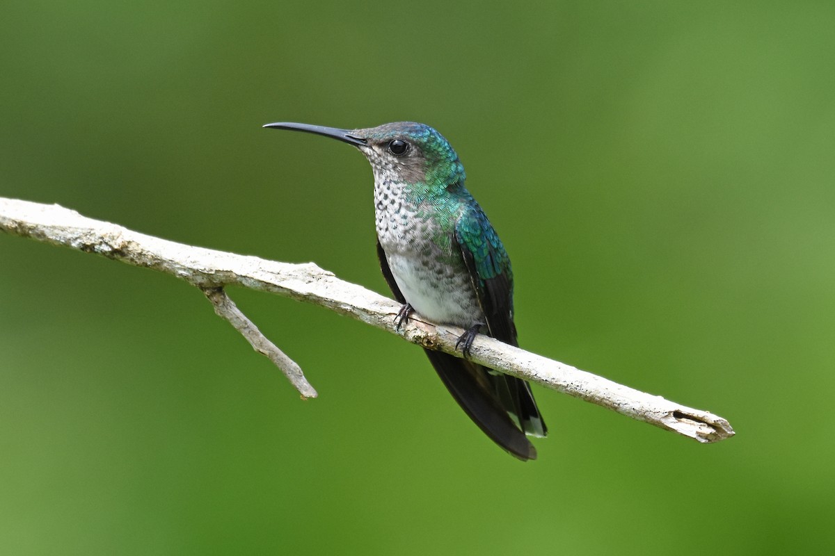 White-necked Jacobin - Janet Rathjen