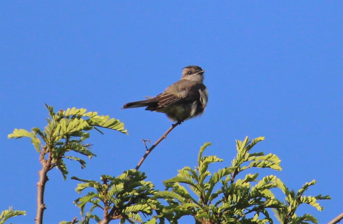 Crowned Slaty Flycatcher - ML619692205