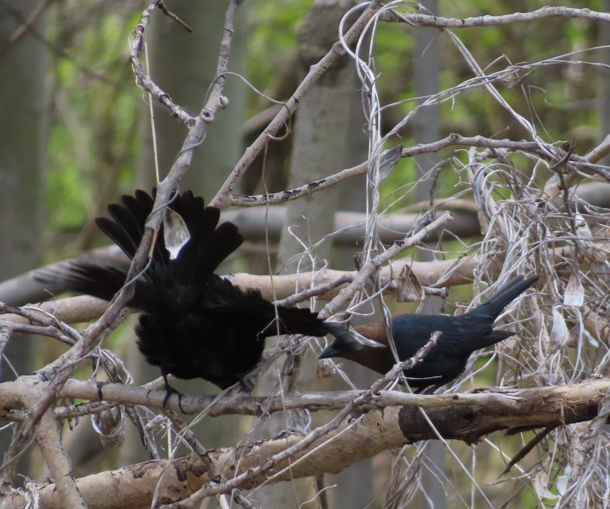 Brown-headed Cowbird - ML619692209