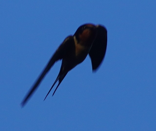 Barn Swallow - ML619692213