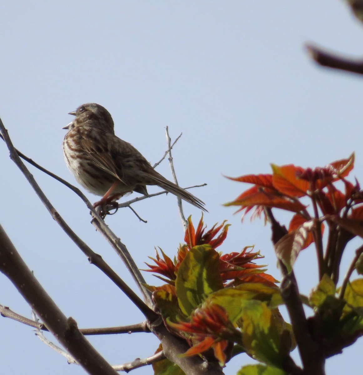 Song Sparrow - ML619692222