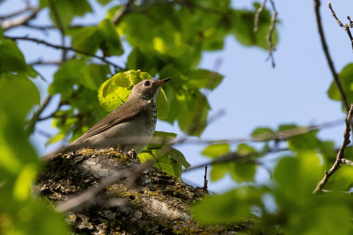 Gray-cheeked Thrush - Brad Argue