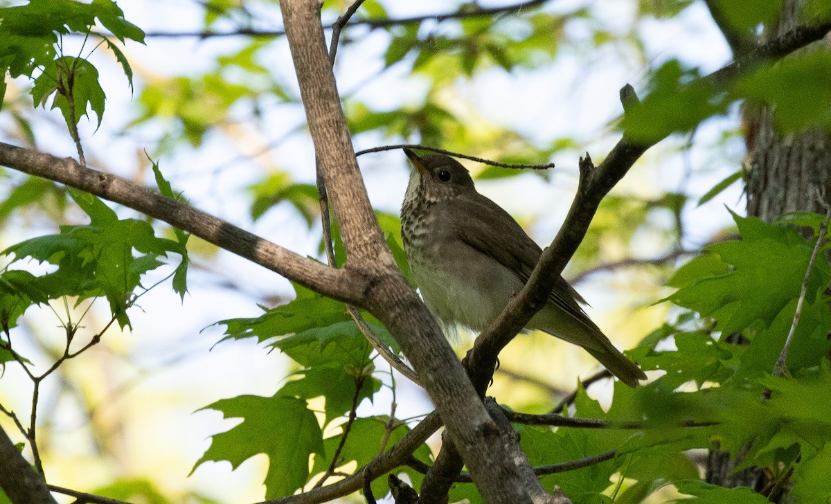 Gray-cheeked Thrush - Brad Argue