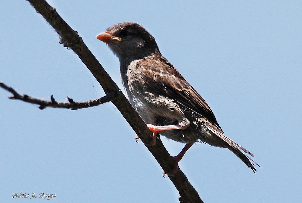 House Sparrow - ML619692247