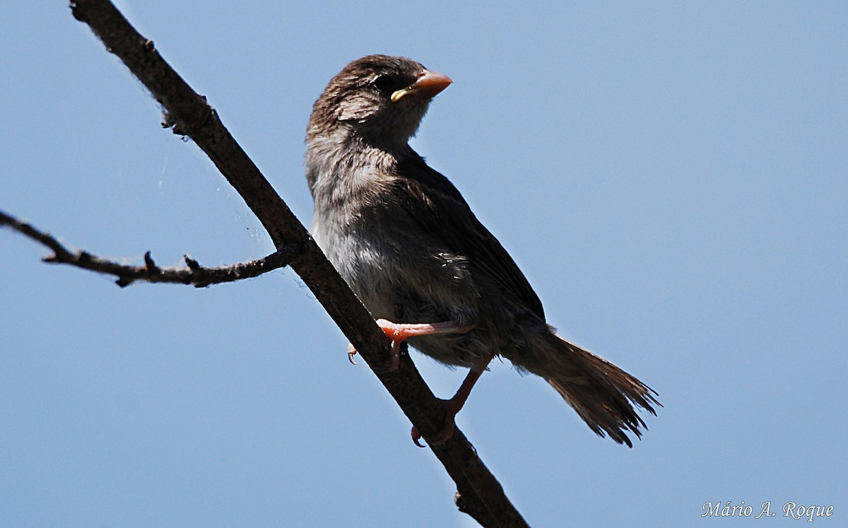 House Sparrow - ML619692248