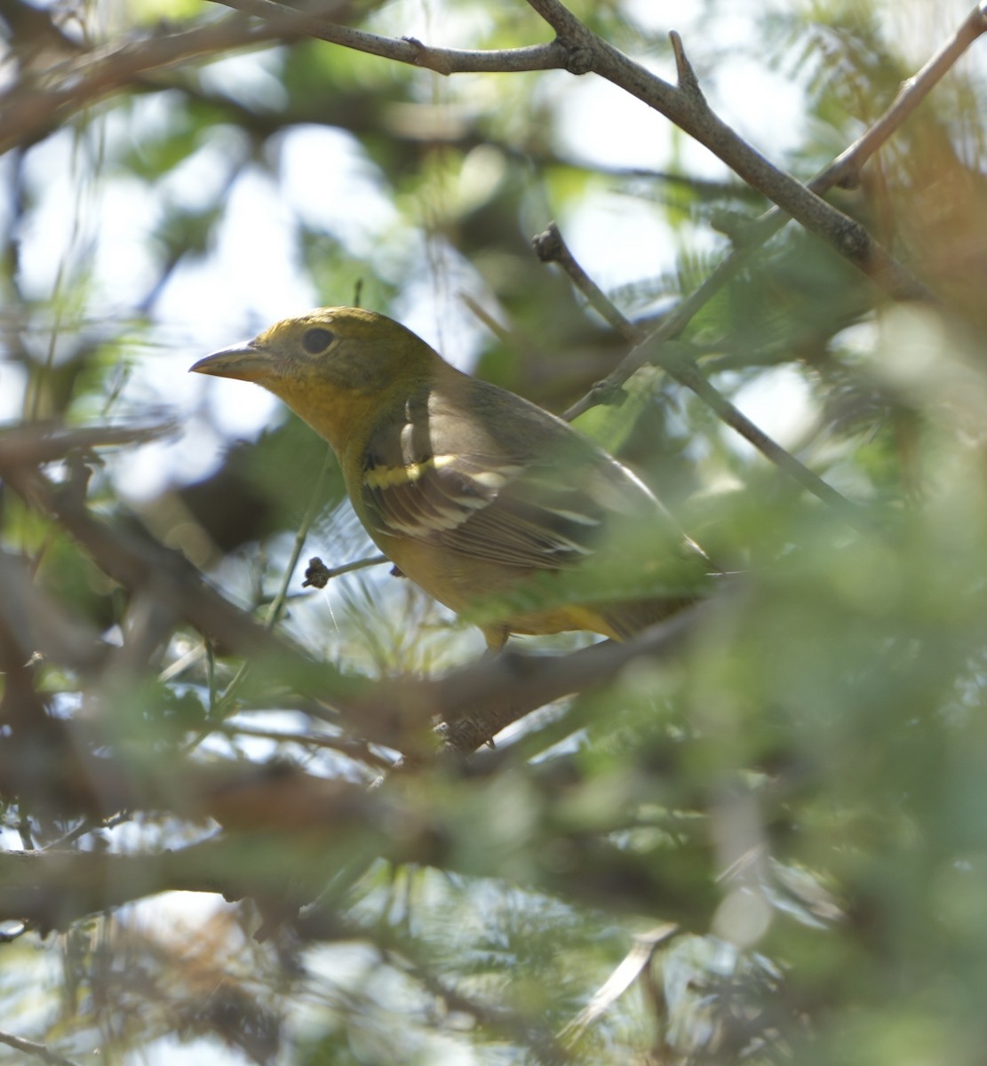 Western Tanager - ML619692263