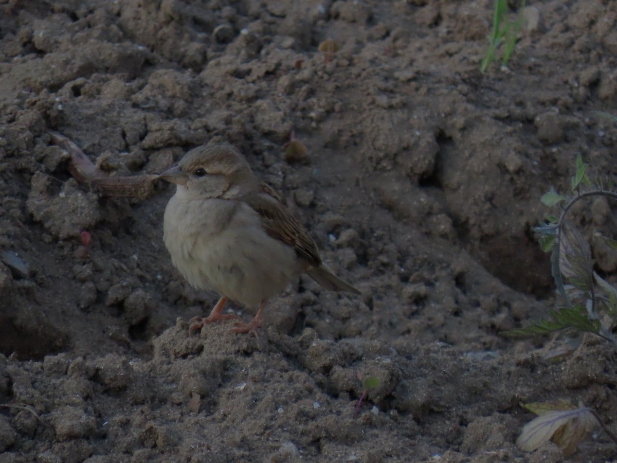 House Sparrow - ML619692274