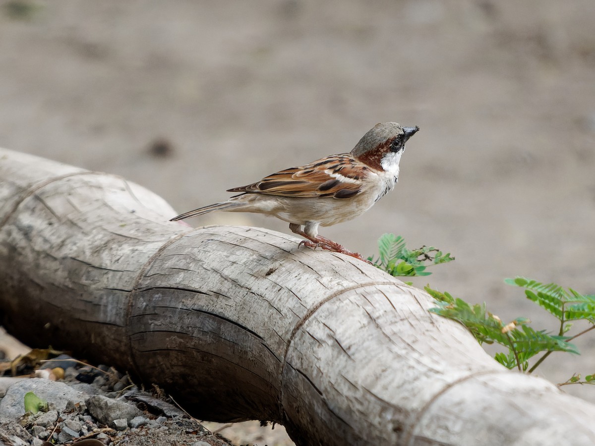 Moineau domestique - ML619692281